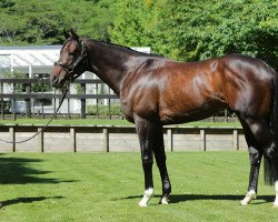 stallion Satono Aladdin xx (Thoroughbred, 2011, from Deep Impact xx)