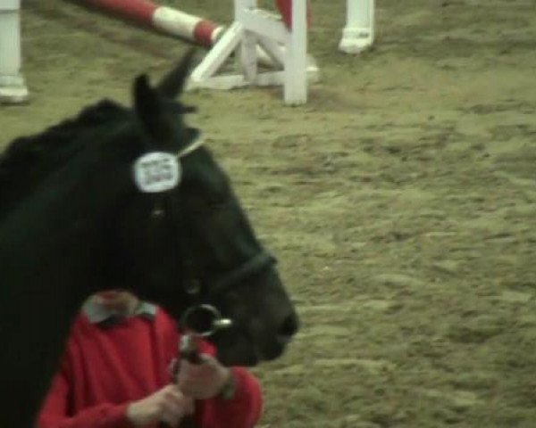dressage horse Sonjho (Westphalian, 2010, from Stedinger)