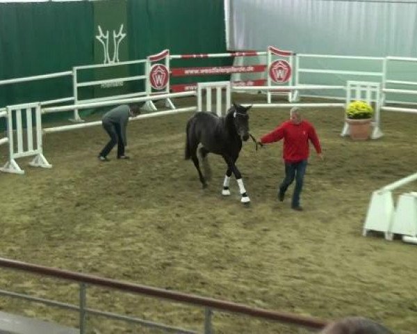 dressage horse Silverline (Westphalian, 2010, from Show Star)