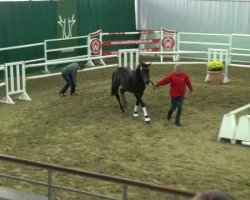 dressage horse Silverline (Westfale, 2010, from Show Star)