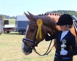 dressage horse For Royal Passion (Rhinelander, 2007, from Florencio I)