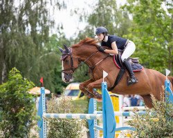 jumper Zazu de Semilly (Oldenburg show jumper, 2012, from Diamant de Semilly)