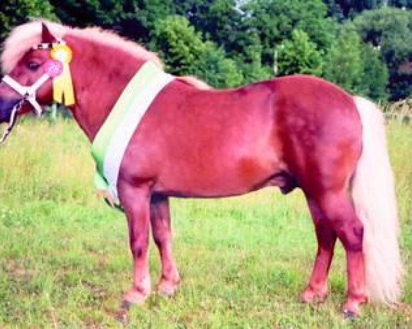 stallion Milan van de Geest (Shetland Pony, 1990, from Mieschel van de Valendries)