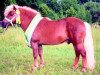stallion Milan van de Geest (Shetland Pony, 1990, from Mieschel van de Valendries)
