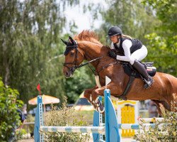 jumper Lennox (Oldenburg show jumper, 2008, from Landry)