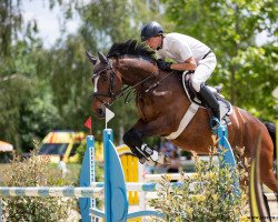 jumper Niki du Chateau (German Sport Horse, 2011, from Nikidam du Chateau)