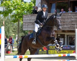 jumper Dressage Roi -R (Oldenburg, 2013, from De Niro)