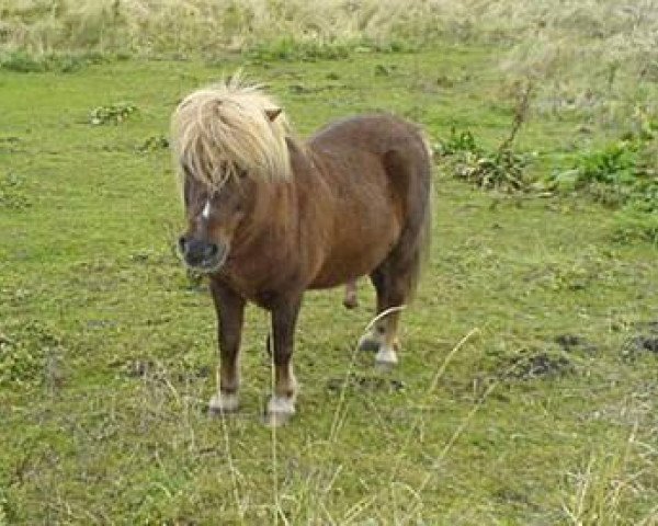 stallion Argon A 278 (Shetland Pony, 1985, from Arco A 102)