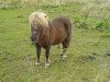 stallion Argon A 278 (Shetland Pony, 1985, from Arco A 102)