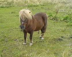 Deckhengst Argon A 278 (Shetland Pony, 1985, von Arco A 102)