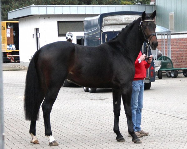 dressage horse My first Love (Westphalian, 2010, from Fiderstep)