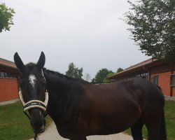 Springpferd B'Wisla (Polnisches Warmblut, 2016, von Egerro)