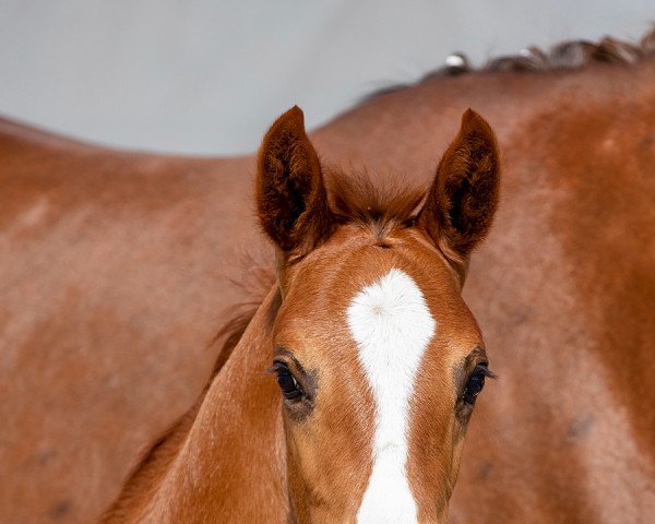 jumper Chacprince (Hanoverian, 2022, from Chacfly PS)