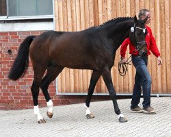 dressage horse Figo 62 (Westphalian, 2010, from Fiderstep)