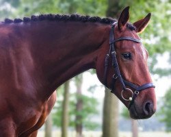 dressage horse Fashion Dance (Westphalian, 2016, from Fashion Maker)