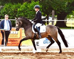 stallion Golden Grey's Galeno (German Riding Pony, 2019, from Golden Grey NRW)