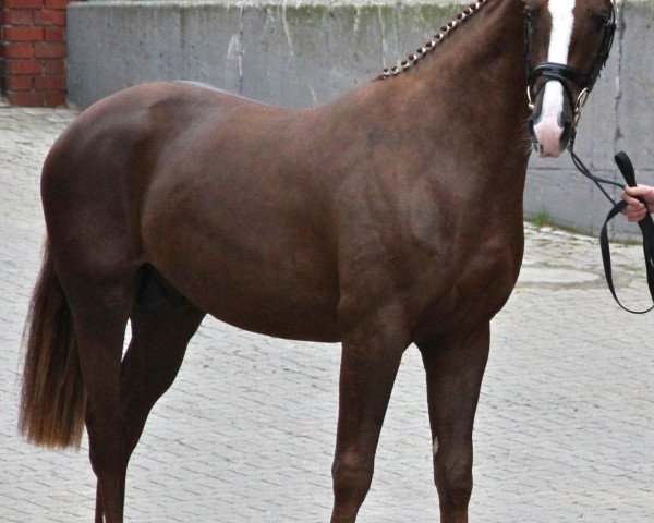 dressage horse Five-Star (Westphalian, 2010, from Fackeltanz Old)