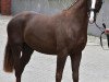 dressage horse Five-Star (Westphalian, 2010, from Fackeltanz Old)