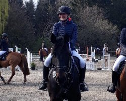 jumper Charmeur S 3 (Holsteiner, 2011, from Classe VDL)