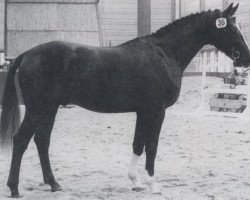 stallion Grand Canyon (Hanoverian, 1983, from Grannus)