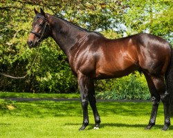 stallion Ten Sovereigns xx (Thoroughbred, 2016, from No Nay Never xx)