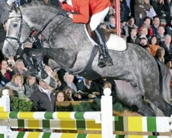 jumper Califax (Holsteiner, 2005, from Calido I)