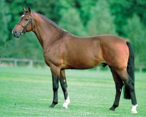 stallion Ginus (Dutch Warmblood, 1988, from Renville)