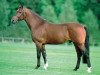 stallion Ginus (KWPN (Royal Dutch Sporthorse), 1988, from Renville)