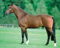 stallion Ginus (KWPN (Royal Dutch Sporthorse), 1988, from Renville)