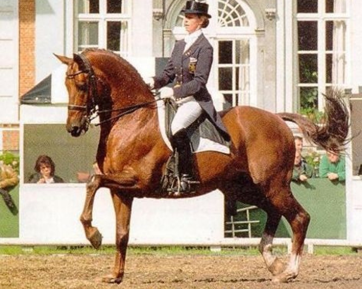 Deckhengst Cocktail (KWPN (Niederländisches Warmblut), 1984, von Purioso)