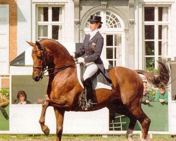horse Cocktail (Royal Warmblood Studbook of the Netherlands (KWPN), 1984, from Purioso)