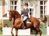 stallion Cocktail (KWPN (Royal Dutch Sporthorse), 1984, from Purioso)