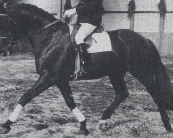 stallion Puschkin (Oldenburg, 1974, from Präfectus xx)