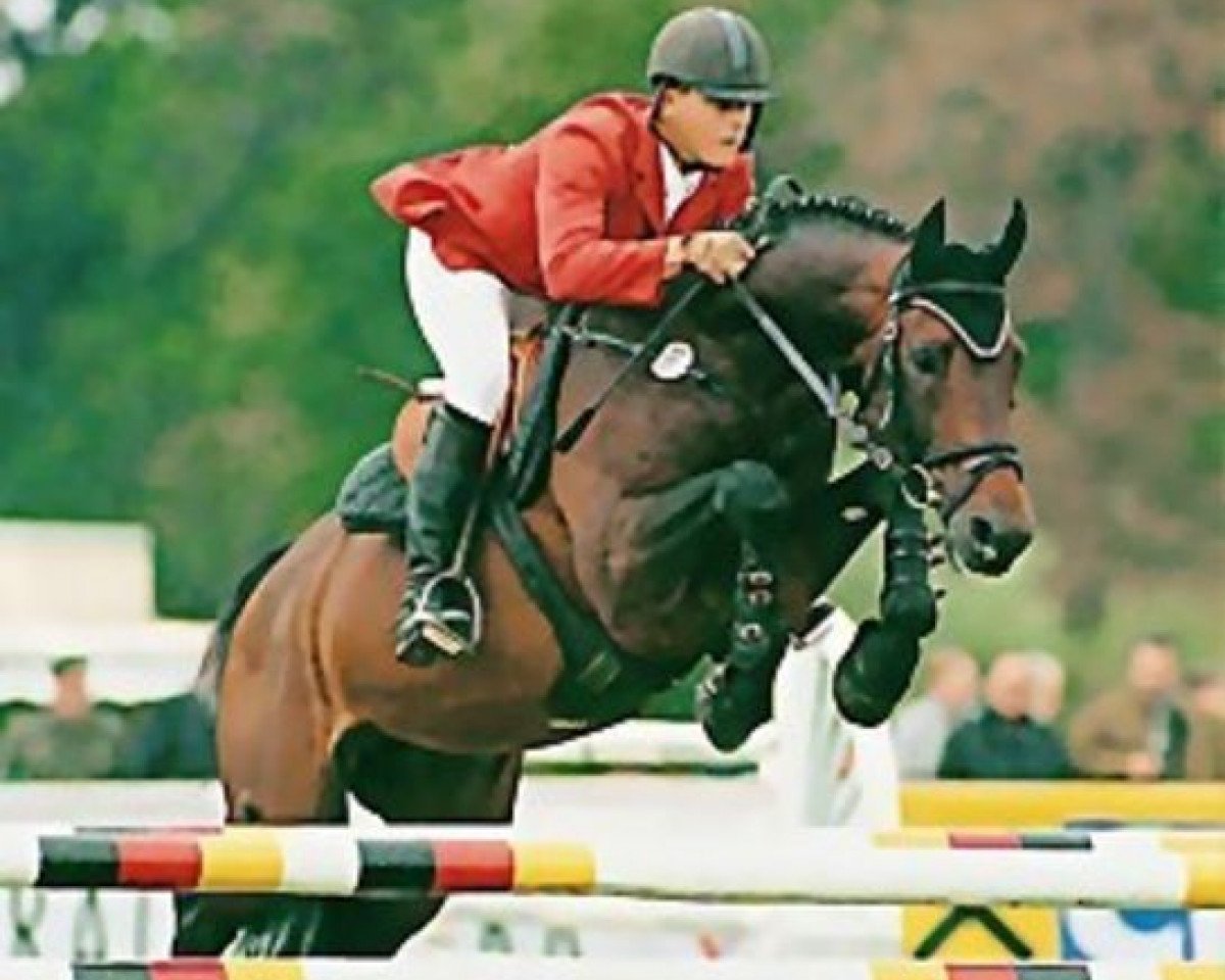 stallion Calvero (Holsteiner, 1989, from Cantus)