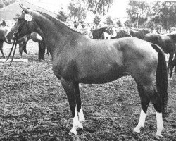 broodmare Couleur (Trakehner, 1975, from Kassiber)