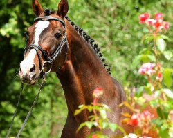 stallion Lordano (Holsteiner, 1992, from Lord)