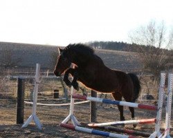 broodmare Miroschka (Holsteiner, 1997, from Lordano)