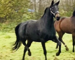 dressage horse Ruling Mila (Oldenburg,  , from E.H. Millennium)