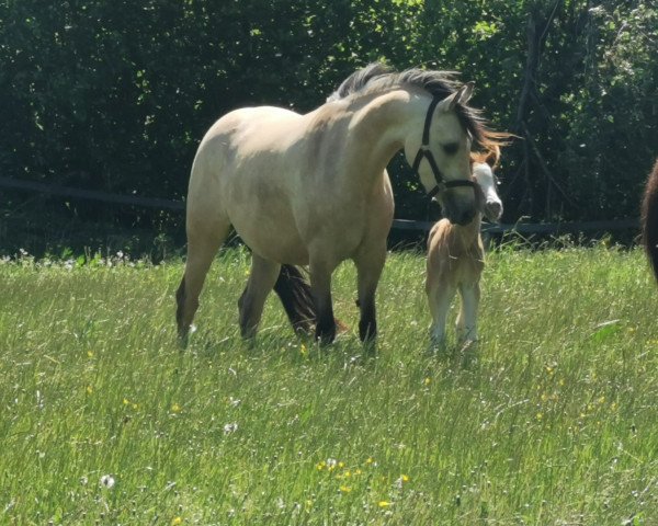 broodmare Cream de la Cream (German Riding Pony, 2018, from Dating At NRW)