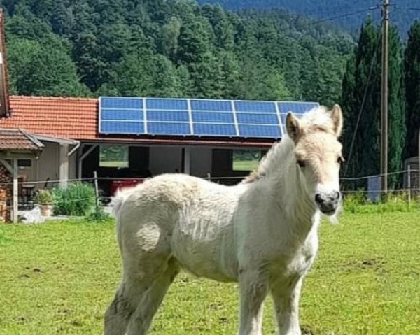 Pferd Elfe (Fjordpferd, 2022, von Gerben)