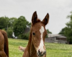 dressage horse Santos’Symphonie (Hanoverian, 2022, from Santos)