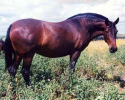 broodmare Desdemona (Pura Raza Espanola (PRE), 1984, from Galero III)