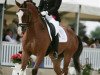 dressage horse Wizard Banamex (Danish Warmblood, 2002, from Kermo's White Talisman)