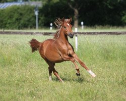 dressage horse Hale Top Z (German Riding Pony, 2021, from Halifax)