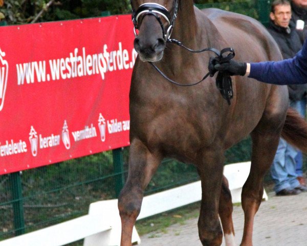 dressage horse Hengst von Desperados (Westphalian, 2010, from Desperados FRH)