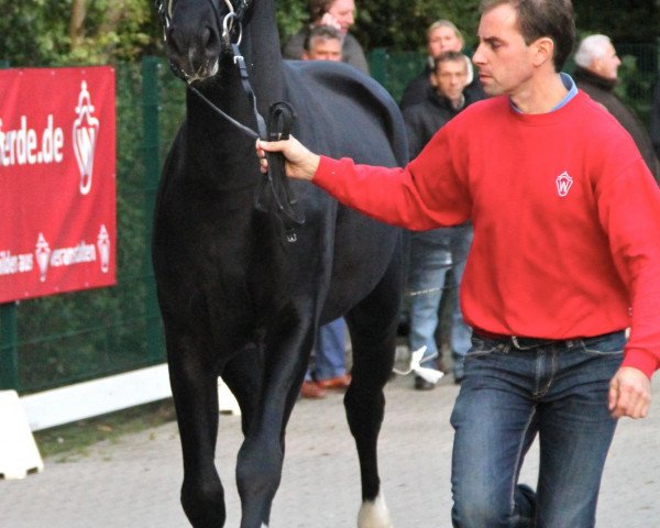 Dressurpferd Hengst von Desperados (Oldenburger, 2010, von Desperados FRH)