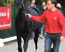 dressage horse Hengst von Desperados (Oldenburg, 2010, from Desperados FRH)