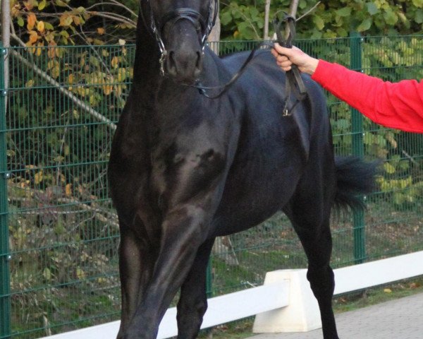 dressage horse Desperanto 2 (Westphalian, 2010, from Desperados FRH)