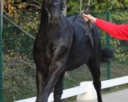 dressage horse Desperanto 2 (Westphalian, 2010, from Desperados FRH)