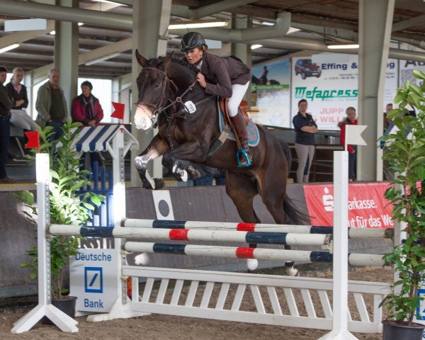 jumper Spring Break (Hanoverian, 2008, from Satisfaction FRH)